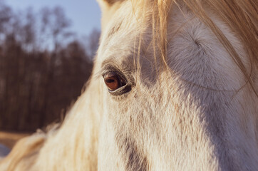 Close up portrait head horse. Eye, no stress, relax