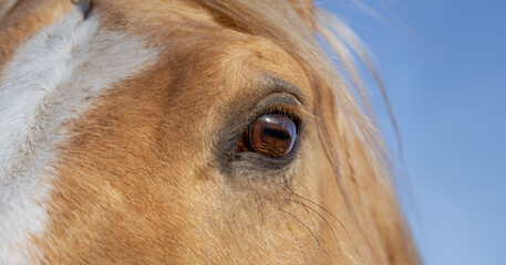 Close up portrait head horse. Eye, no stress, relax