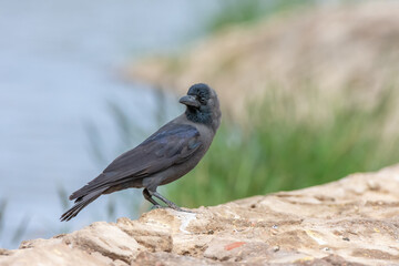 House crow, Corvus splendens in Sharm El-sheikh