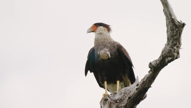 Large long-legged hawk, wild and fiery crested caracara, caracara plancus perching still on a dead tree branch, watching out for potential preys at its back on a windy day at pantanal brazil.