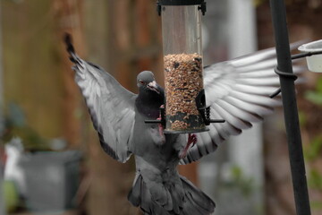 Pigeon trying to get seed from a bird feeder