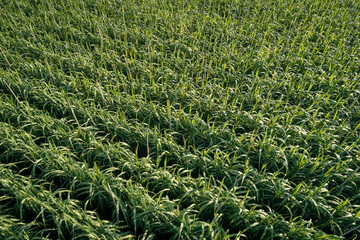 Aerial view of sugarcane plants growing at field