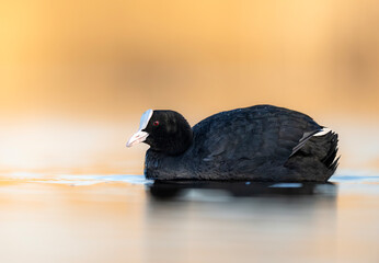 Eurasian coot ( Fulica atra ) in morning light