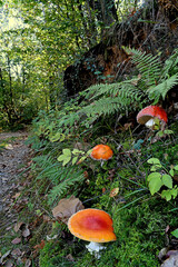 Fototapete bei efototapeten.de bestellen   