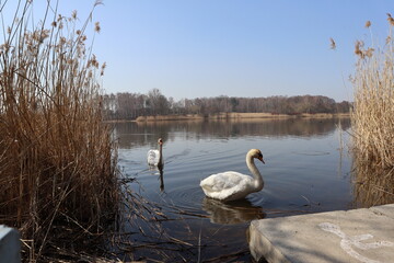 swans on the Pniowiec lake in Rybnik