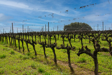 vineyards near the city of Evora, Alentejo, Portugal.