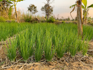onion plantation