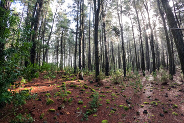 Obraz premium Background with morning light beams in the evergreen pine tree forest on Tenerife, Canary islands, Spain