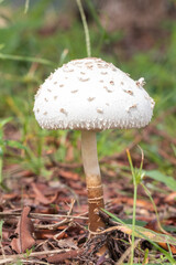 unidentified white mushroom