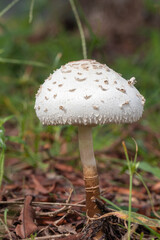 unidentified white mushroom