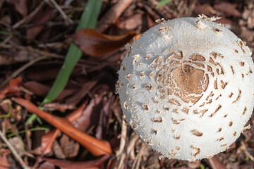 unidentified white mushroom