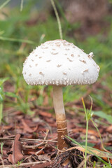 unidentified white mushroom