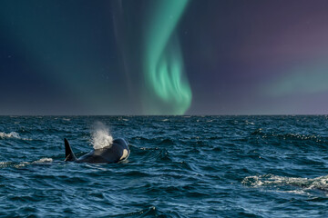orca on northern lights background - obrazy, fototapety, plakaty