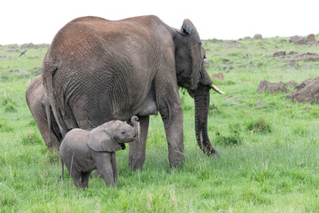 African elephant mother and baby