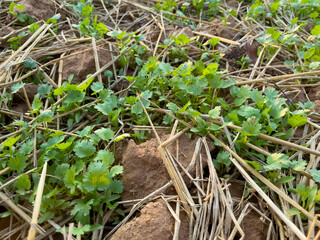 coriander planting plot