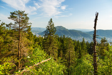 The forest on the Floyen hill. Bergen, Norway.