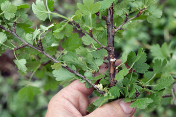 Diaspididae pest on branches and stems of shrubs in hand. Traces of infection sucking shell insect close-up