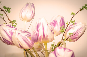 Tulpen in pastell