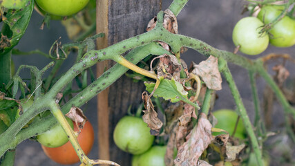 Tomato blight on maincrop foliage. fungal problem Phytophthora Infestans and is disease which...
