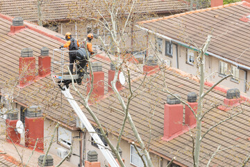 Fototapeta premium two workers on a forklift are pruning the high branches of a tree in a residential area of the city.