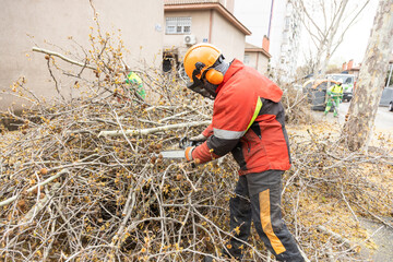 gardening worker on the ground performing pruning and preparation for waste collection in...