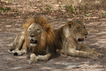 Lion, lioness family. Reserve de Fathala. African lions in Senegal, Africa. Couple of lions. African lion in Reserve de Fathala, Senegal, Africa. Lion in zoo, outdoor. Wild lions in African landscape - obrazy, fototapety, plakaty