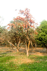 Krishnachura Gulmohar or Royal Poinciana or Flamboyant ornamental tree backlit by sunset sunlight in the garden of a public park. Botanical name Delonix Regia is called the flame of the forest.