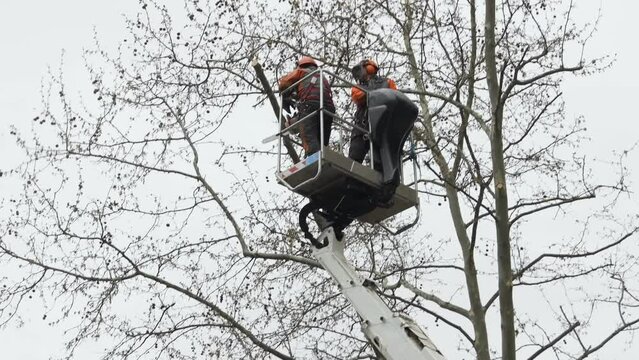 two workers on a forklift are pruning the high branches of a tree in a residential area of the city.