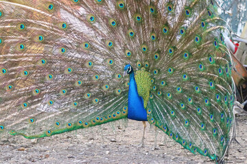 Obraz premium Peafowl - Peacock, large bright blue bird, fanning its beautiful feathers in a courtship ritual on a farm.