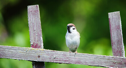 Tree sparrow in a habitat in the courtyard of a rural house