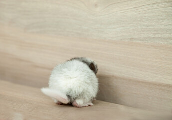 Our little white chinchilla turned away and sniffs , fluffy tail