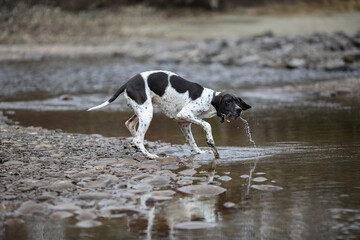 Dog english pointer