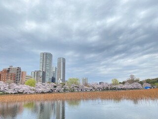 Obraz premium city panorama, sakura season in Japan, Ueno Tokyo Shinobazu pond, March 28th, 2022