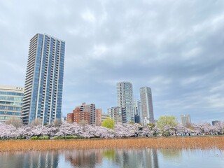 city skyline, sakura season in Japan, Ueno Tokyo Shinobazu pond, March 28th, 2022