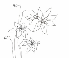 Continuous drawing with one line. The concept of the holiday, a bouquet of poinsettia flowers isolated on a white background. hand-drawn close-up. for print, banner,   paper, poster. vector art