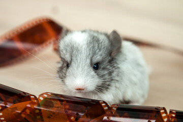 Our little white chinchilla with gray head looks at the camera, retro film for photos, portrait