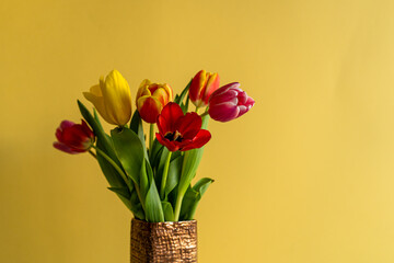 Multicolored tulips on yellow background with copy space for text. Bouquet of spring flowers. Isolated on yellow background.  Mother's Day, Valentines, Anniversary, Easter, Birthday.