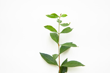 Fototapeta na wymiar Green Henna leaves ( Mehendi pata) isolated on white Background