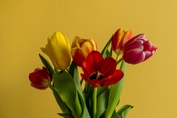 Multicolored tulips on yellow background with copy space for text. Bouquet of spring flowers. Isolated on yellow background.  Mother's Day, Valentines, Anniversary, Easter, Birthday.