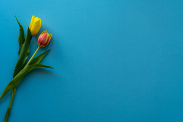 Multicolored tulips on blue background with copy space for text. Bouquet of spring flowers. Isolated on blue background.