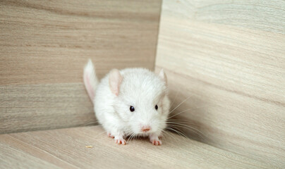 Our little white chinchilla head looks at the camera, portrait