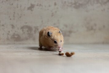 A cute and funny red Syrian hamster eats a walnut on a light background. Home favorite pet. High quality photo