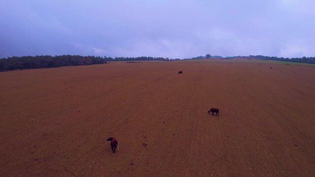 Aerial Flying Over Farmland Province of Bergueda, in Catalonia With Cows Grazing. Dolly Back