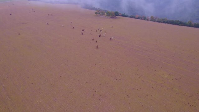Aerial Flying Over Farmland Province of Bergueda, in Catalonia With Cows Grazing And Morning Mist In Background. Dolly Forward
