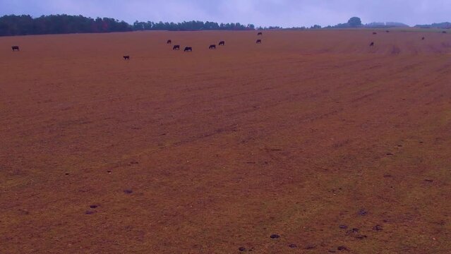 Aerial Flying Over Farmland Province of Bergueda, in Catalonia With Cows Grazing. Dolly Forward