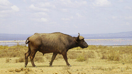 African buffalo go for a drink to Lake Nakuru in Kenya National Park. African buffaloes in the...