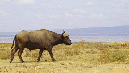 African buffalo go for a drink to Lake Nakuru in Kenya National Park. African buffaloes in the wild.

