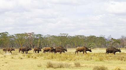 Fototapeta na wymiar A herd of African buffalo grazes on a green pasture in the African savannah in a national park in Kenya. African buffaloes in the wild.