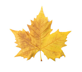 Sycamore Autumn Leaf Isolated