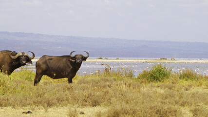 African buffalo go for a drink to Lake Nakuru in Kenya National Park. African buffaloes in the...